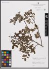 Foto von Salix aurita L.